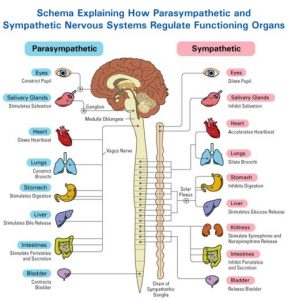 Vagus Nerve Yoga