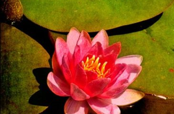 lotus mud 23