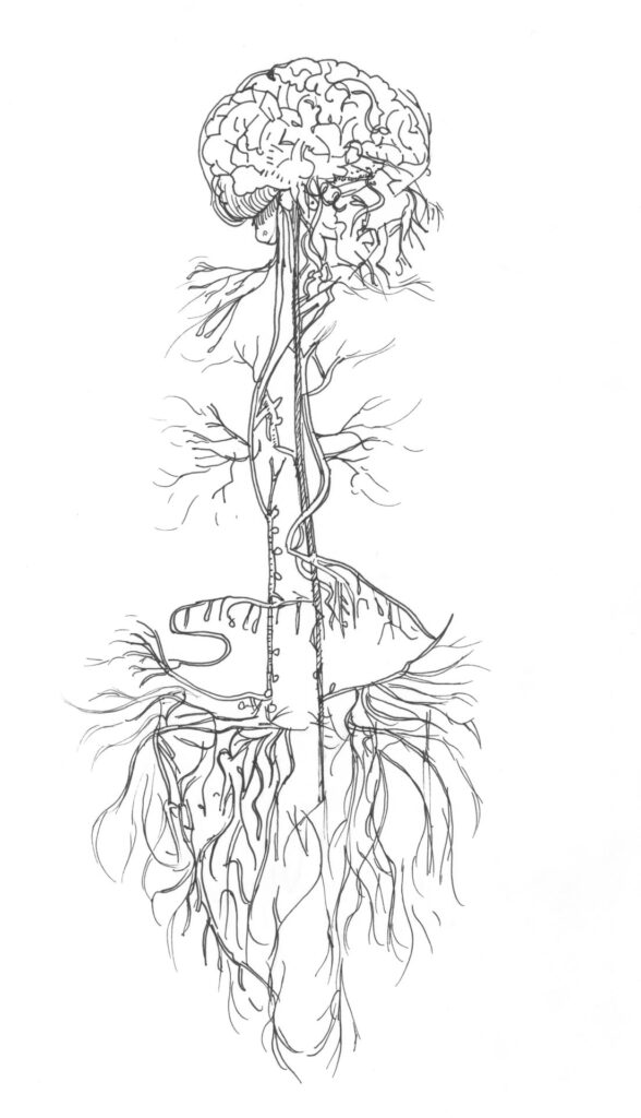 Let Your Body Hold You 3 vagus nerve